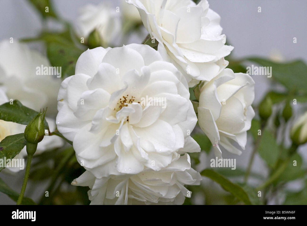 rose - blossoms Stock Photo - Alamy