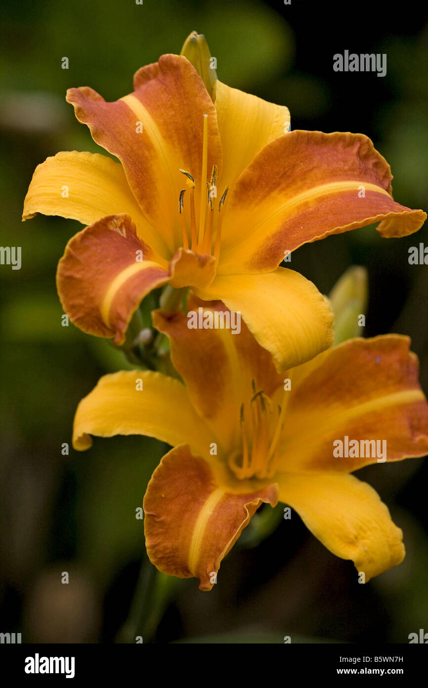 daylily blossoms Stock Photo Alamy