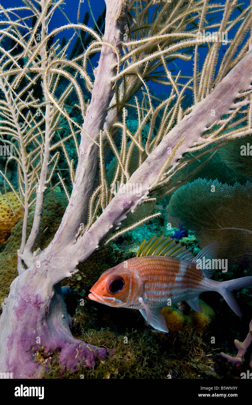 Squirrelfish (Holocentrus adscensionsis) in the shelter of a Sea plume (Pseudopterogorgia spp.) Stock Photo