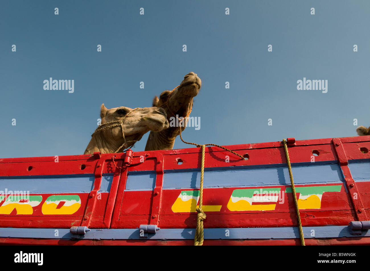 Camels on a truck at the Birqash Camel Market ( Souq al Gamaal ), 35 km north of Cairo. Egypt Stock Photo
