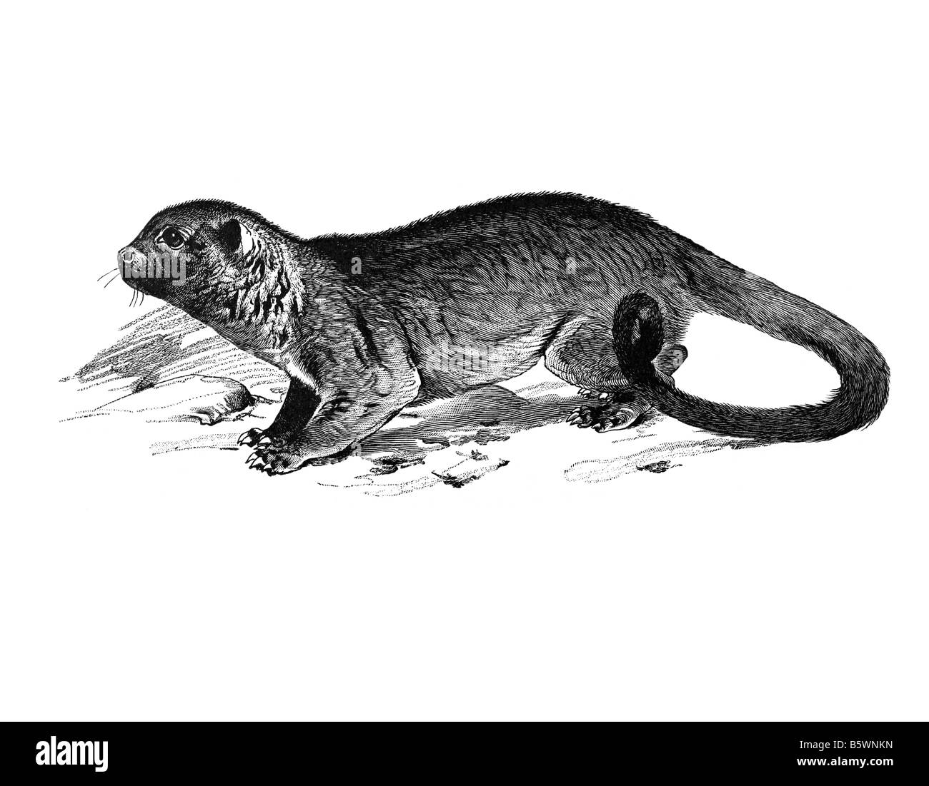 kinkajou (Potos flavus), honey bear family Procyonidae Stock Photo Alamy