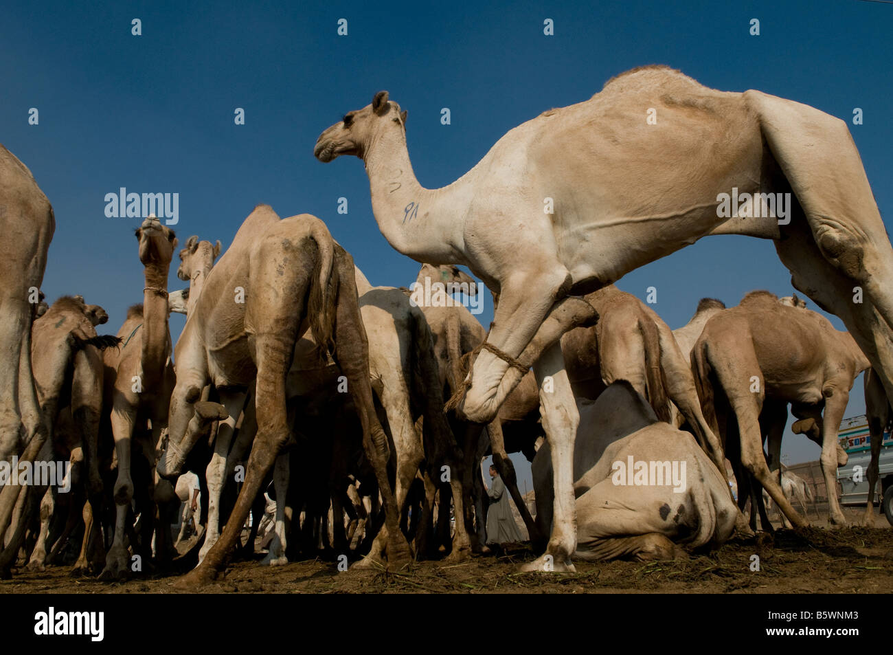 Camels stand with their front legs bound to hinder their movement at the Birqash Camel Market ( Souq al Gamaal ), 35 km north of Cairo. Egypt Stock Photo