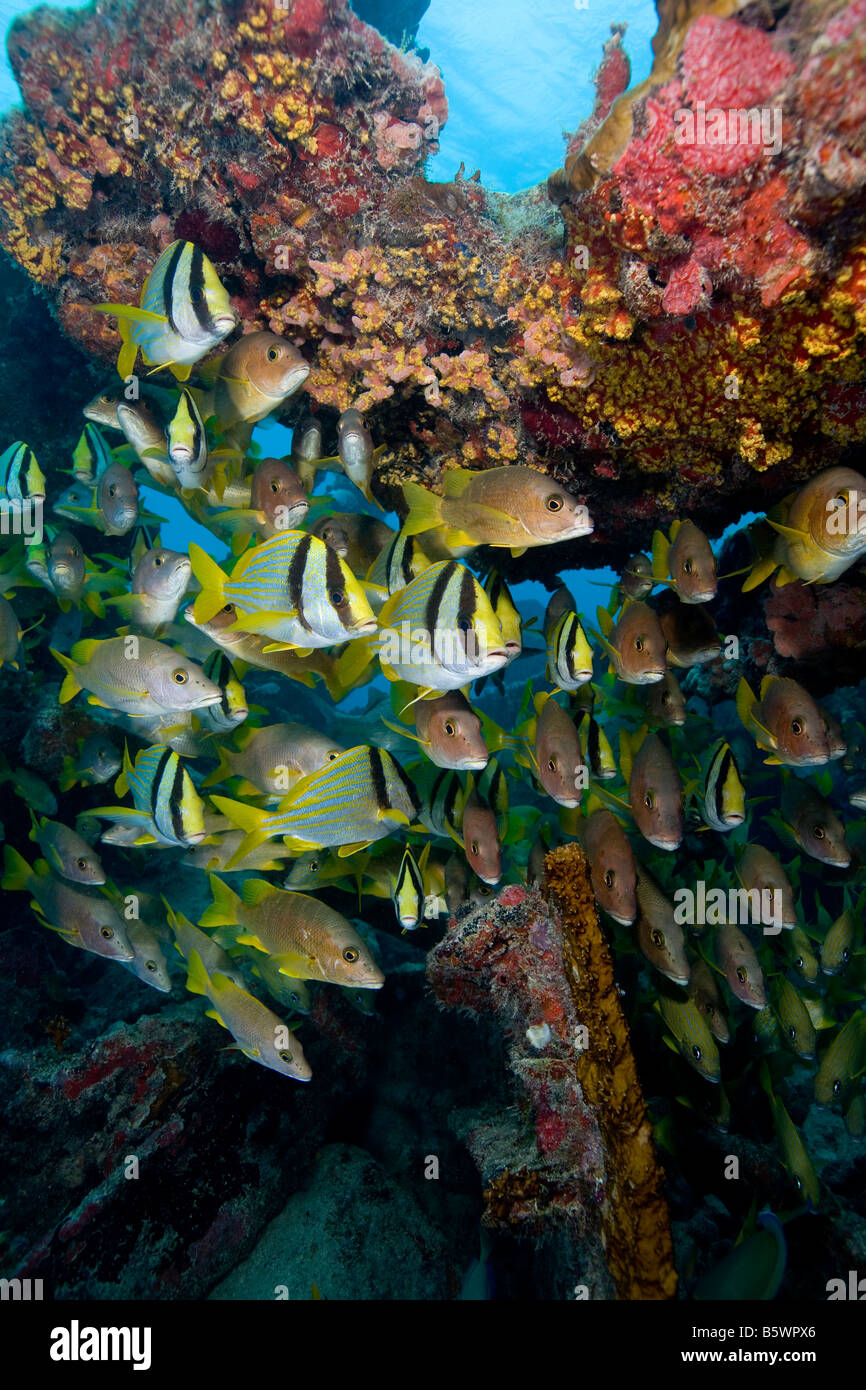 Schooling fish on the Benwood wreck, Key Largo, Florida. Stock Photo