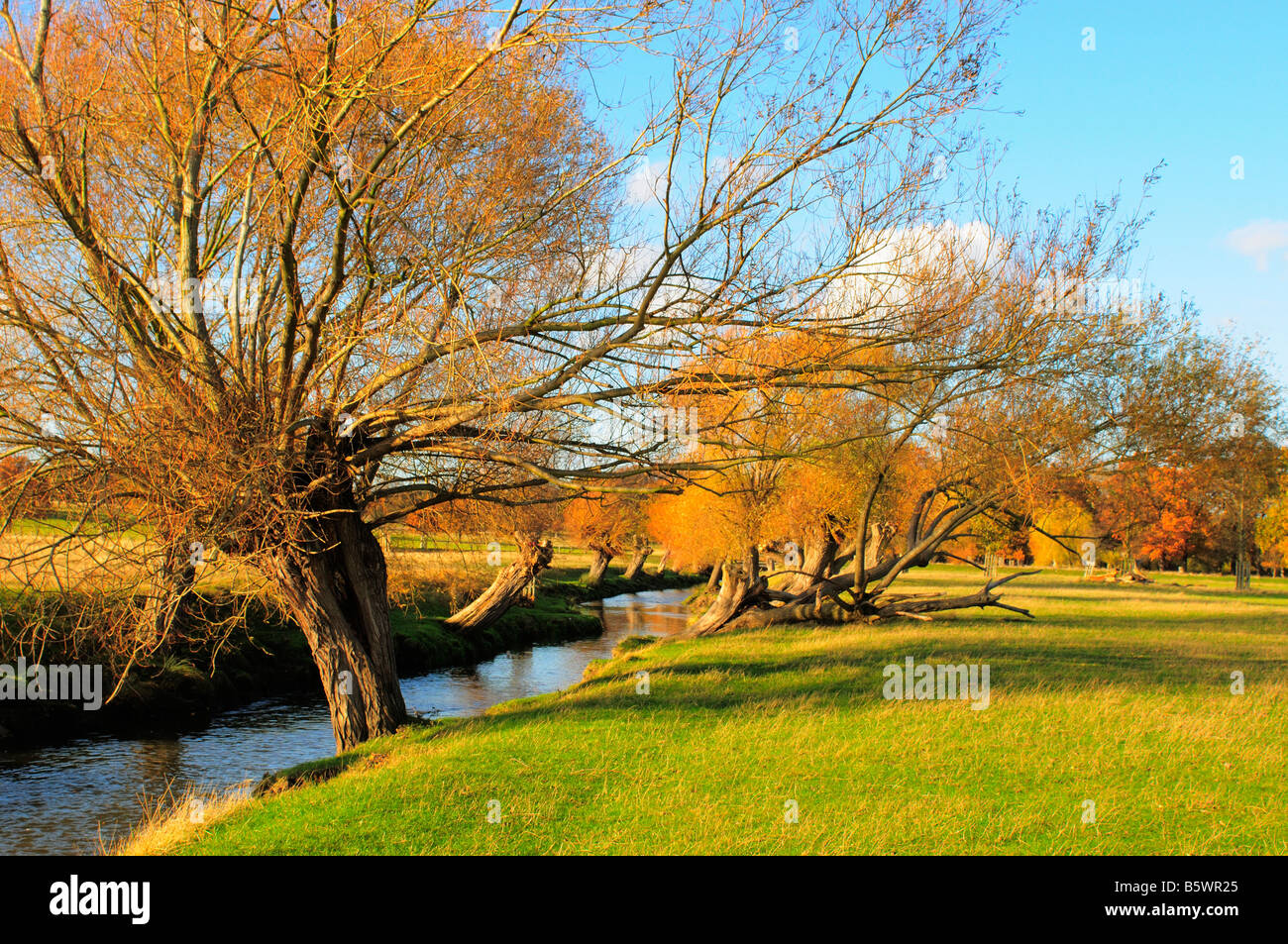 Weeping willow trees along a stream in Richmond Park, Richmond Upon