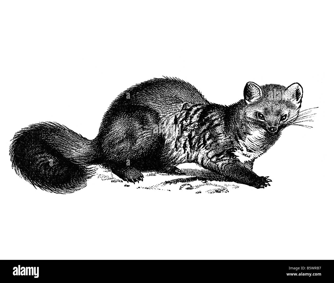 Mustelid, Mustelidae weasel family family of carnivorous mammals Stock Photo