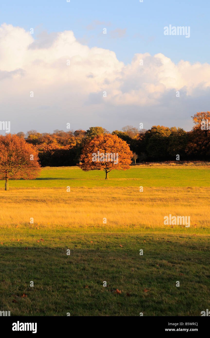 Single tree in autumn, Richmond Park Richmond Upon Thames Surrey UK Stock Photo