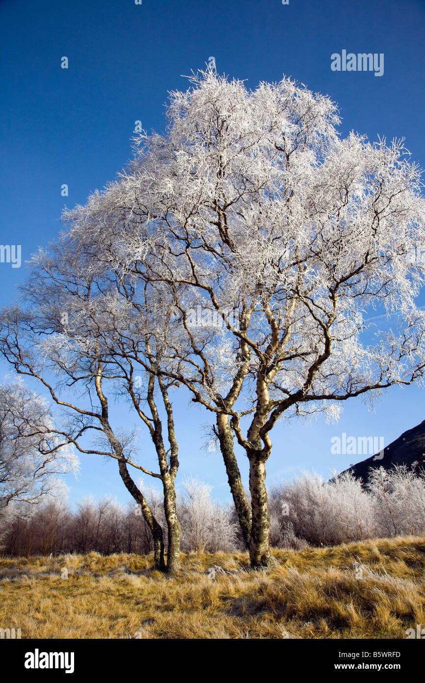 Deciduous Silver Birch Tree white with hoar frost Icy Frosted tree in February, below freezing in Scottish Glen, Cairngorms National Park, Scotland UK Stock Photo