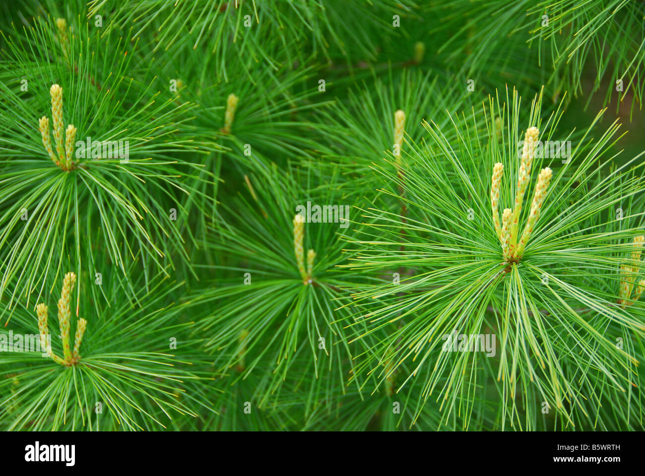 Background of young new pine needles in the spring Stock Photo