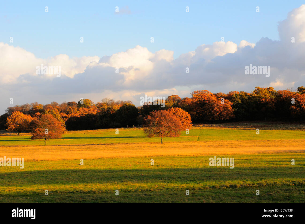 Autumn landscape, Richmond Park Richmond Upon Thames Surrey UK Stock Photo
