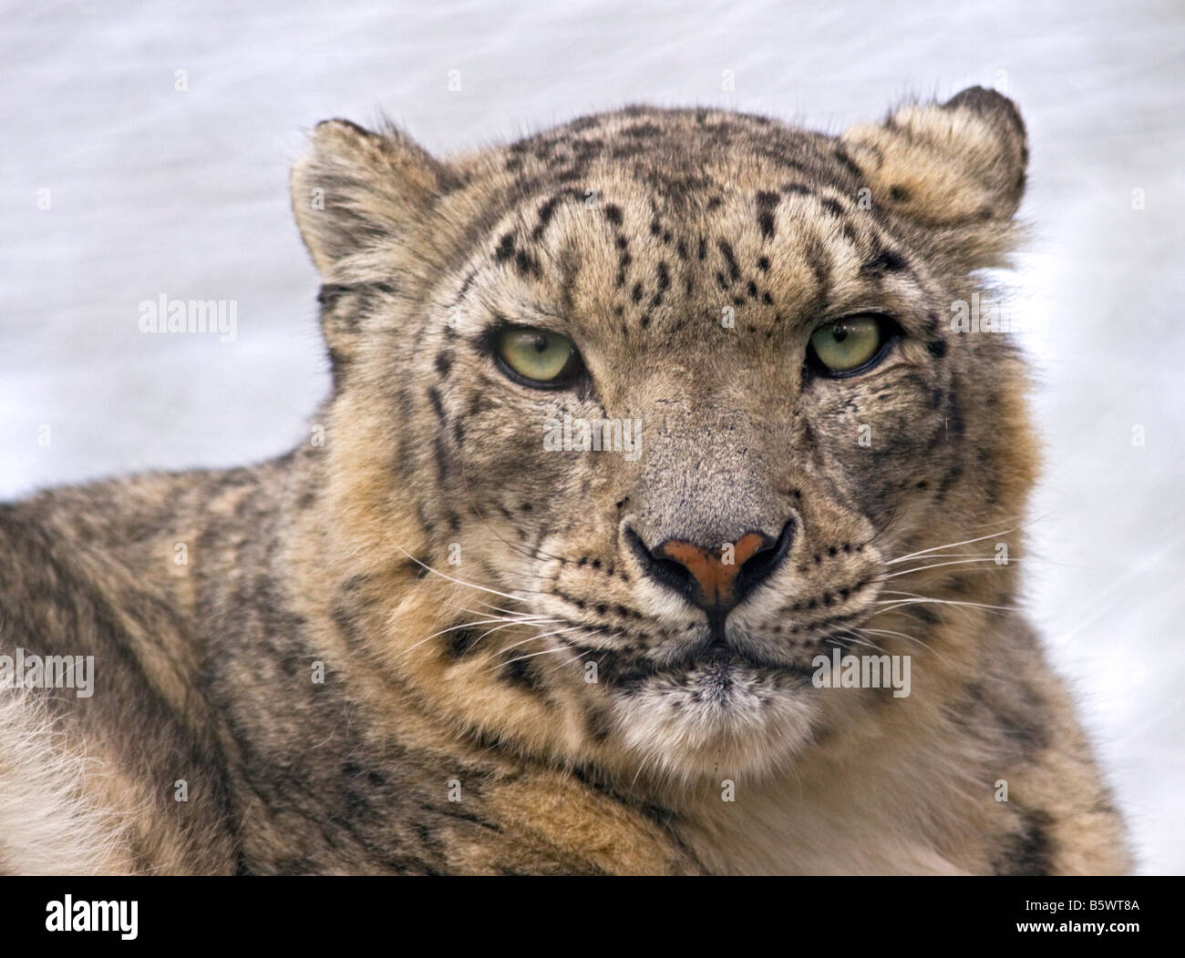 Snow Leopard (Uncia uncia), Marwell Zoo, Hampshire, England Stock Photo