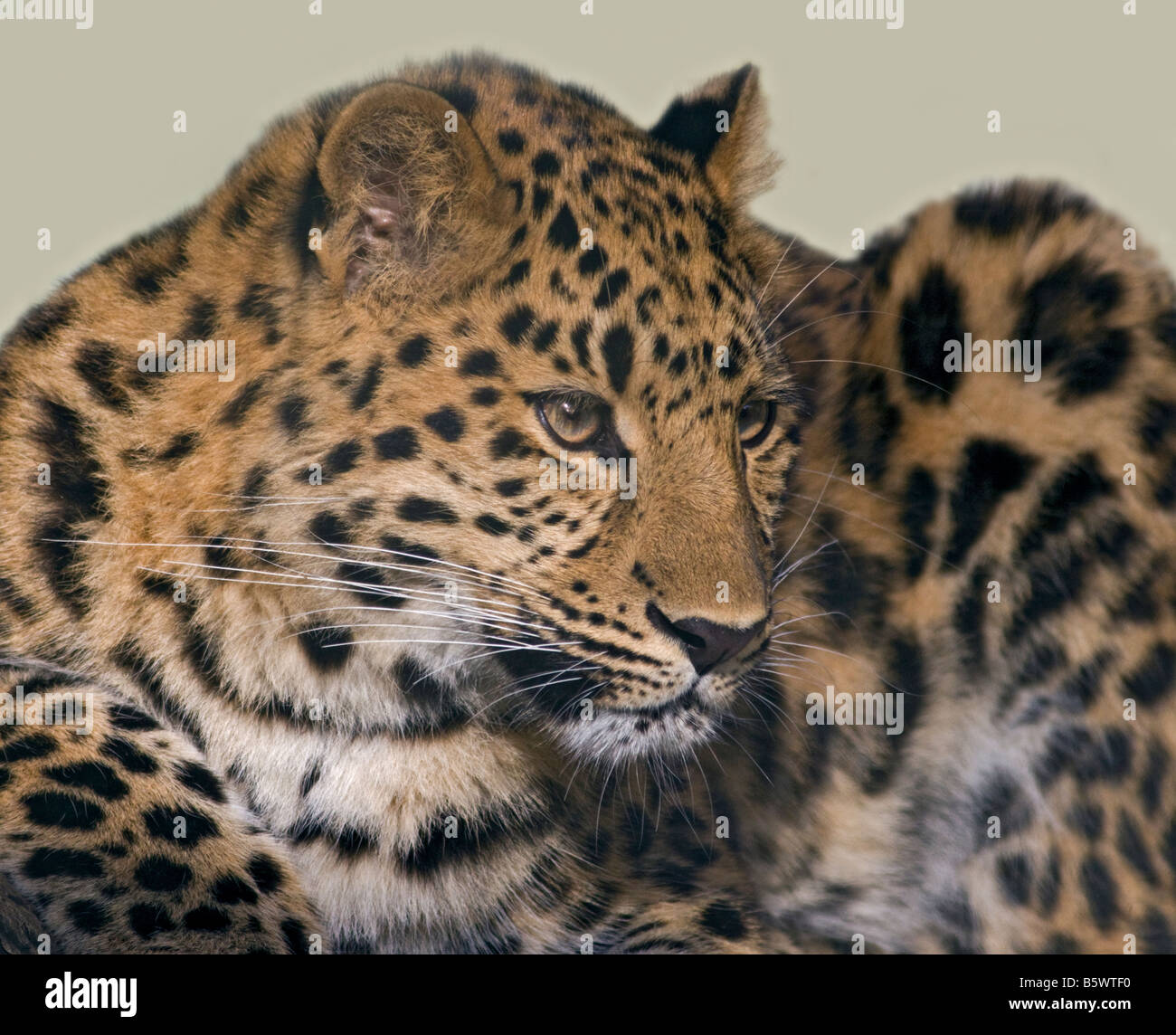 Juvenile Amur Leopard (Panthera pardus orientalis) 'Kiska' at Marwell Zoo, Hampshire, England Stock Photo