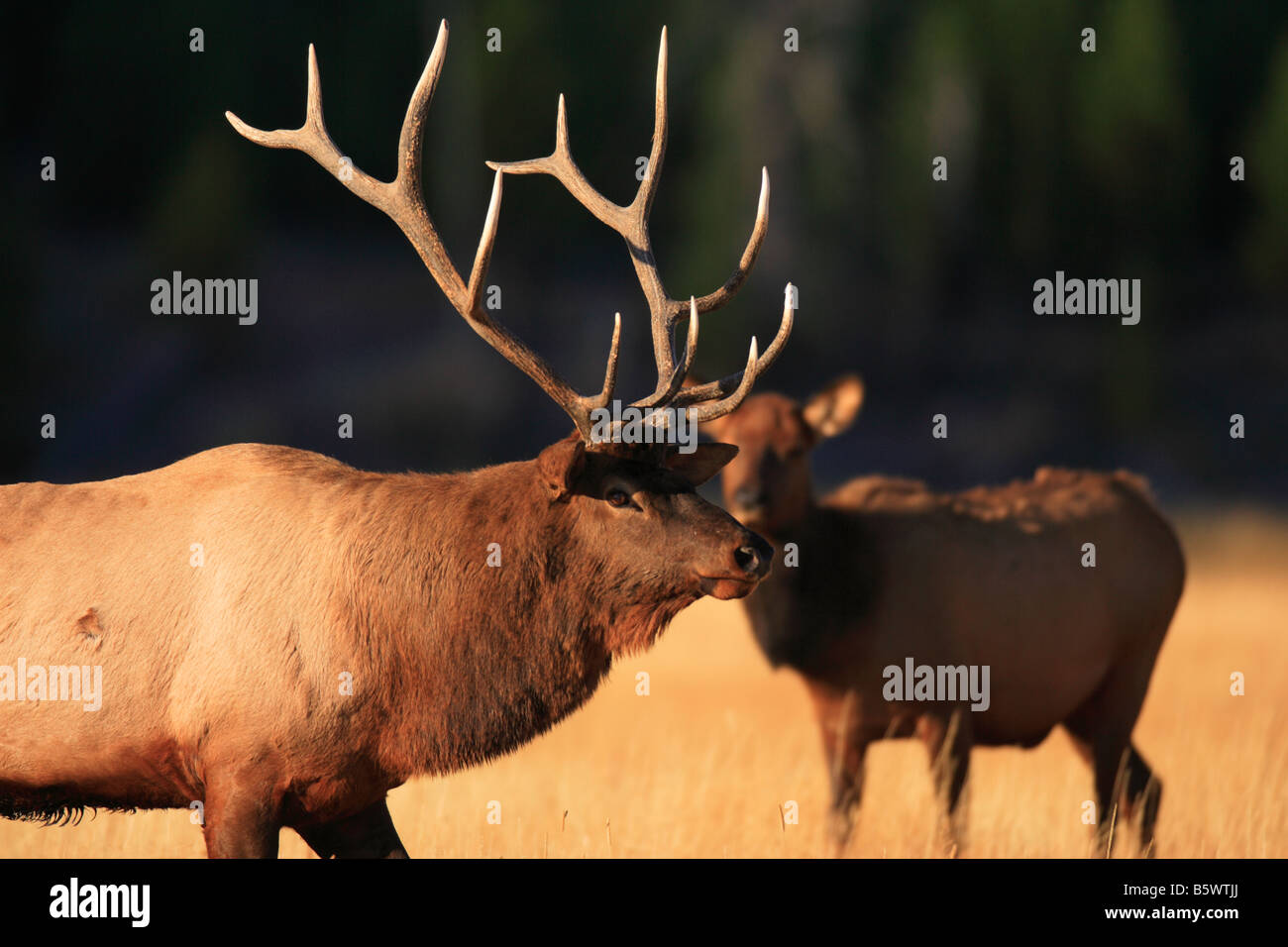 Bull elk with cow elk hi-res stock photography and images - Alamy