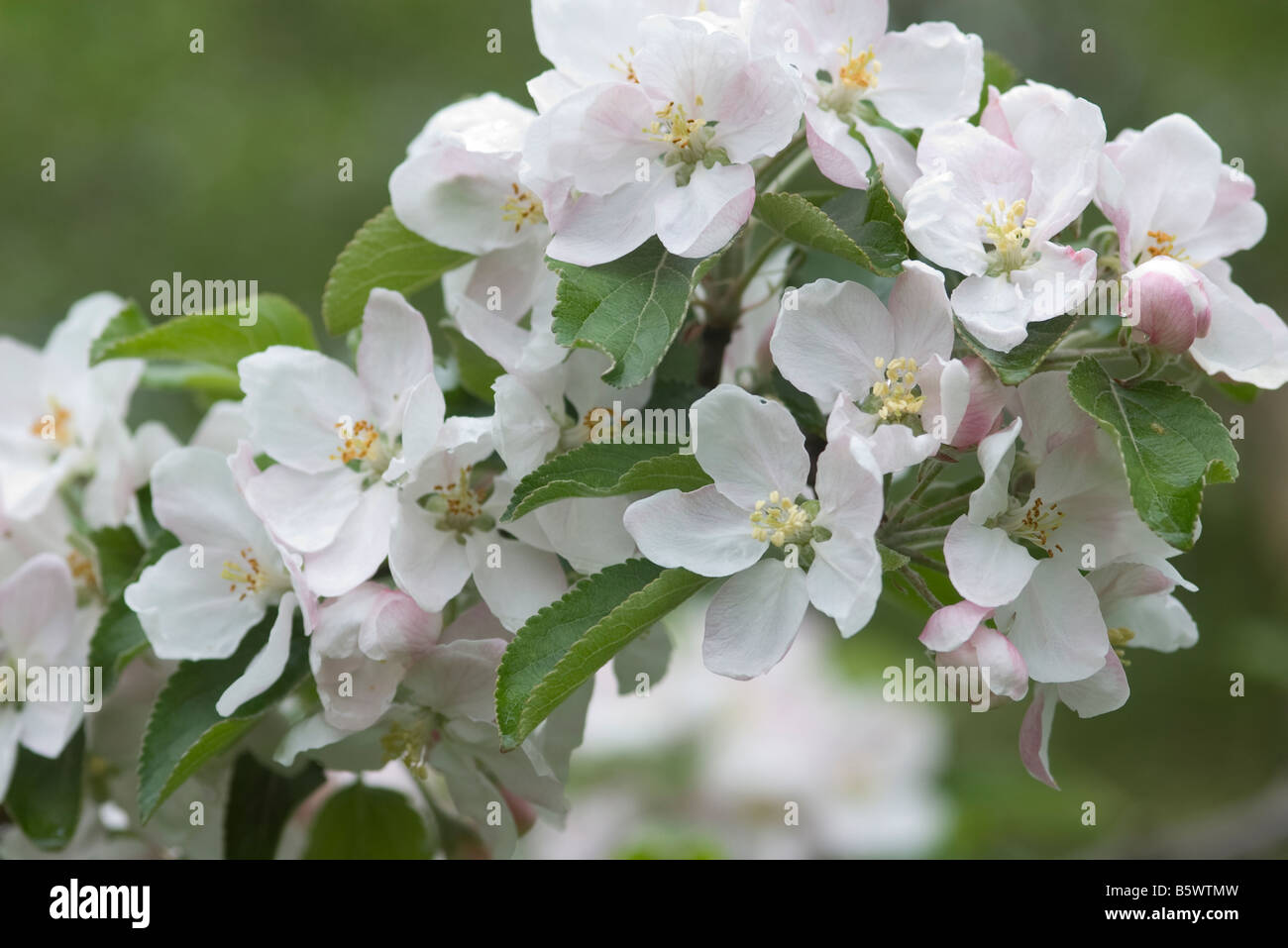 Cerasus vulgaris Sour cherry open flower full blown Stock Photo - Alamy