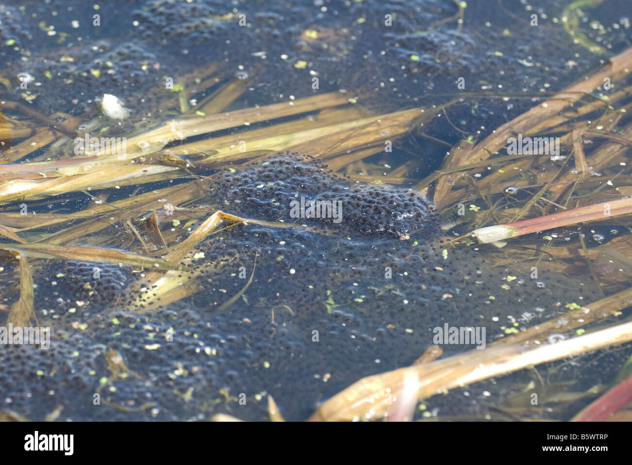 Spawn squawk clutch lay eggs frogspawn spawn Stock Photo Alamy