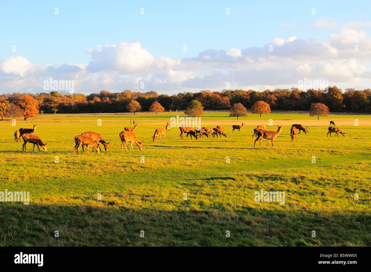 Deer grazing in Richmond Park Richmond Upon Thames Surrey UK Stock Photo