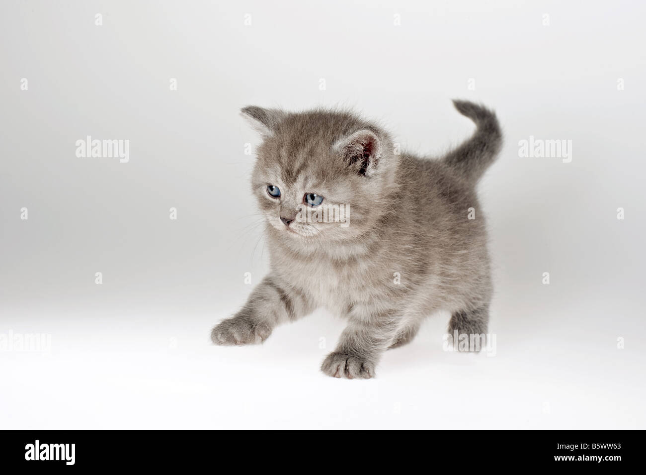 British shorthair cat - kitten (four weeks) - cut out Stock Photo