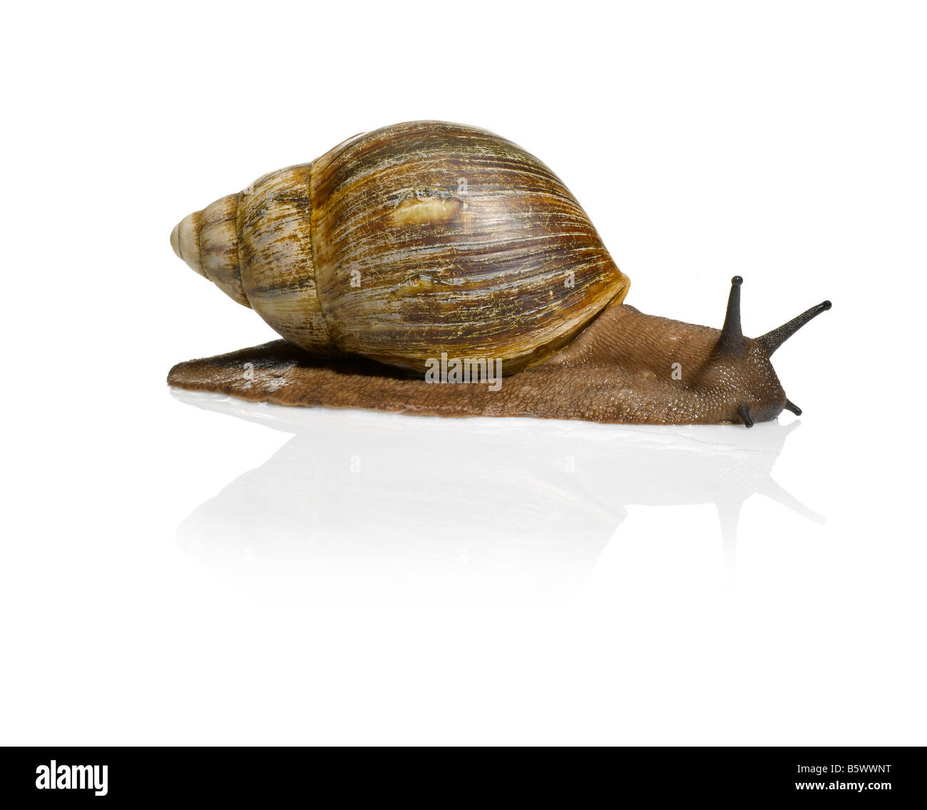 A giant African snail Stock Photo