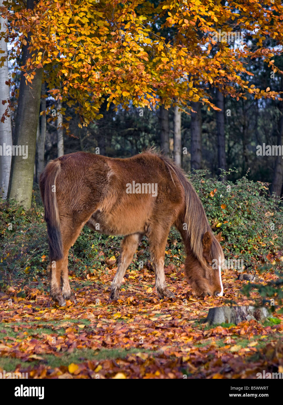 Pony in New Forest in Autumnm, Hampshire, England Stock Photo