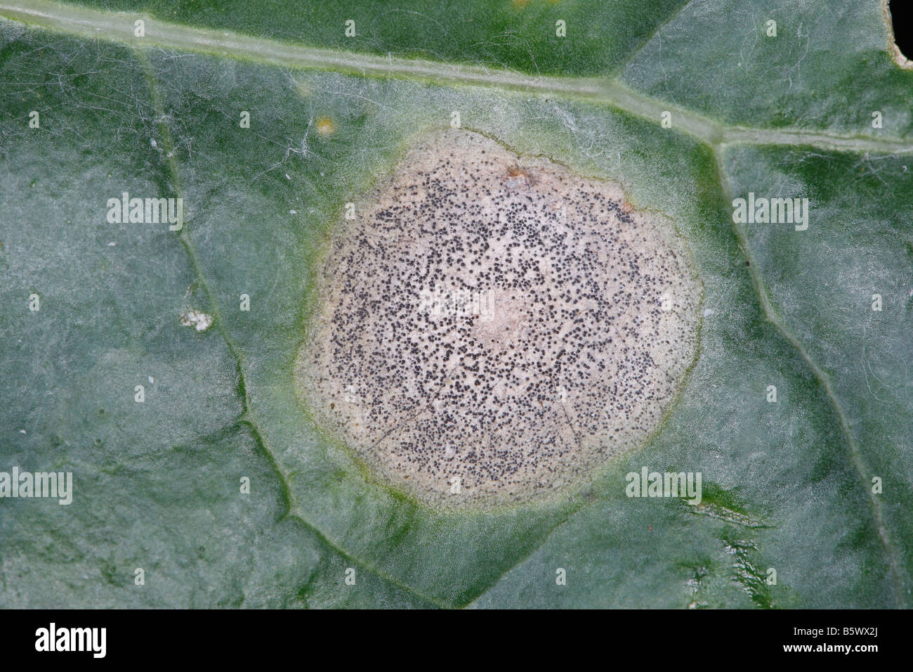 BACTERIAL RING SPOT mycosphaerella brassicicola ON UPPER SURFACE OF BRUSSELS SPROUT LEAF Stock Photo
