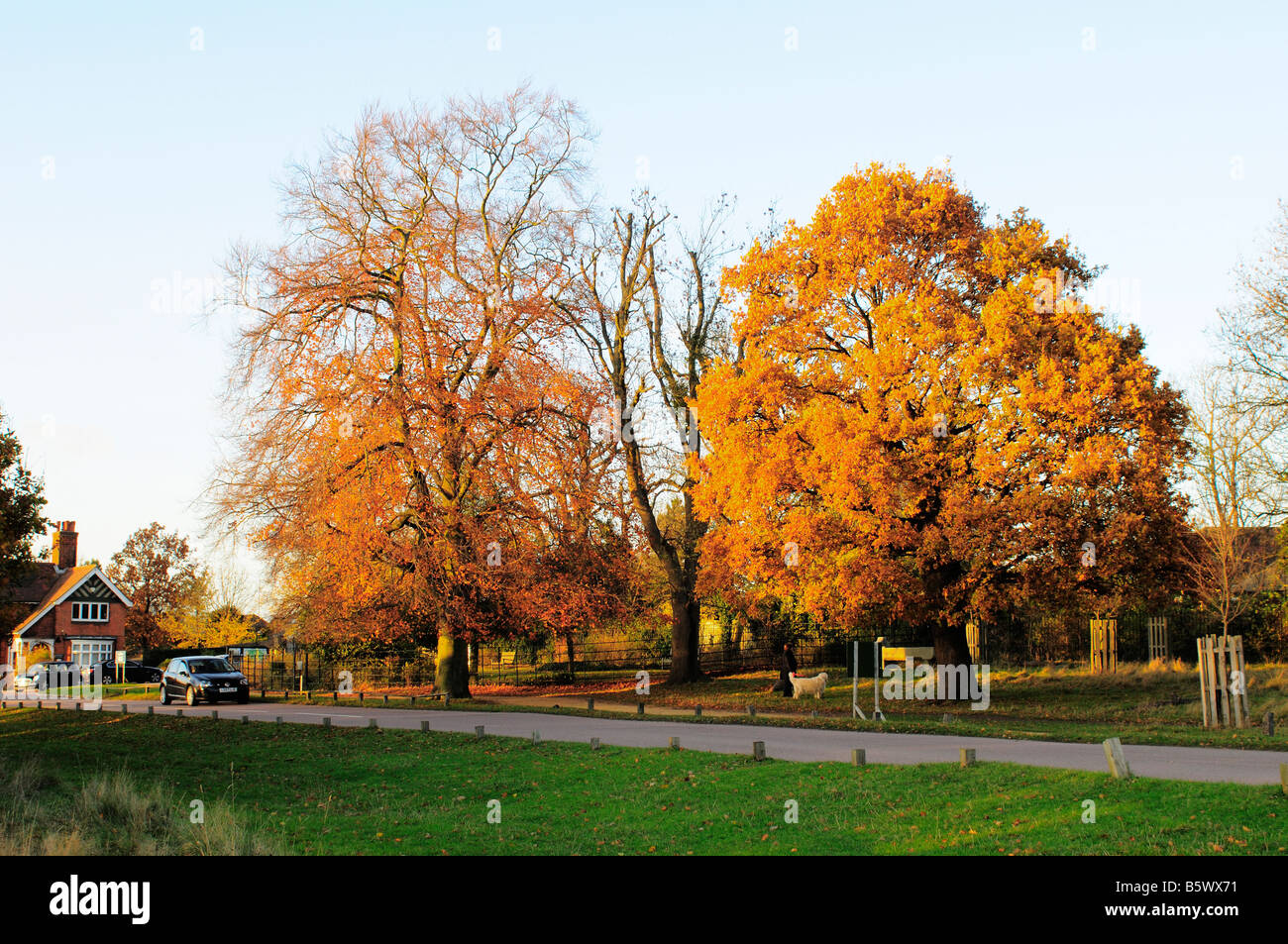 Car driving through Richmond Park Richmond Upon Thames Surrey UK Stock