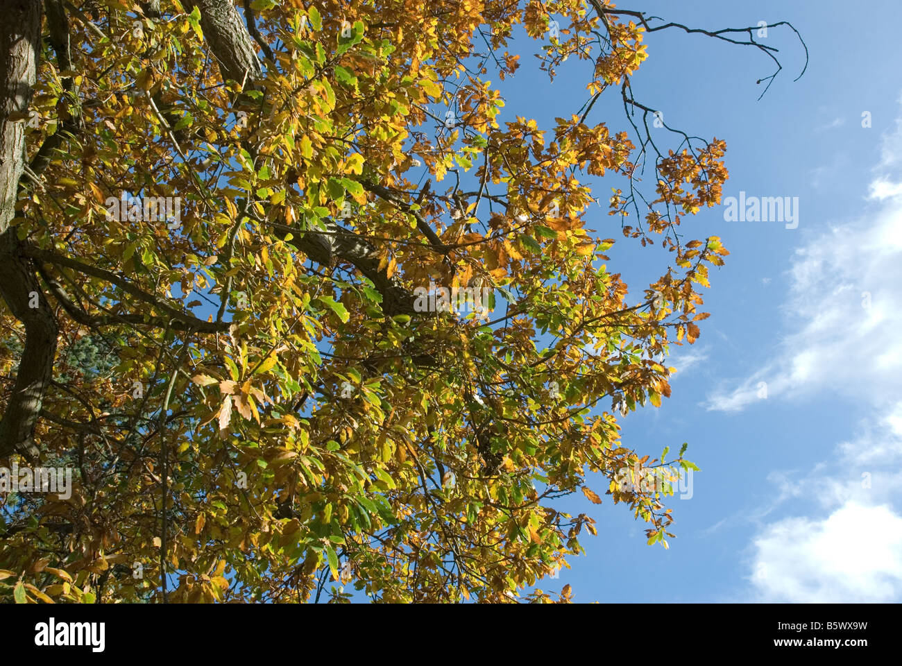 Close up tree canopy hi-res stock photography and images - Alamy