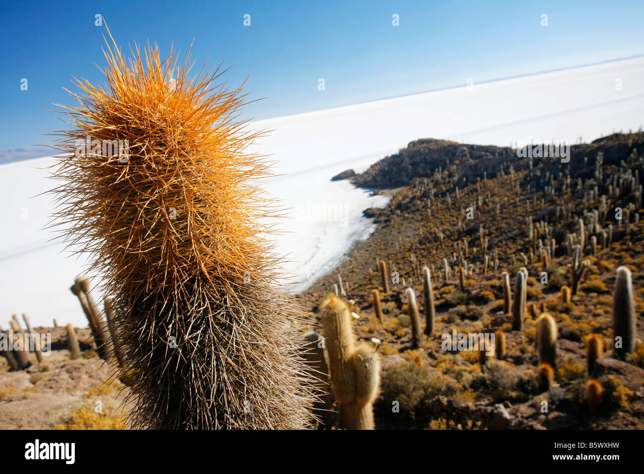 Isla Pescadores or the Island of Cactus in the middle of the Salar de Uyuni in Bolivia. Stock Photo