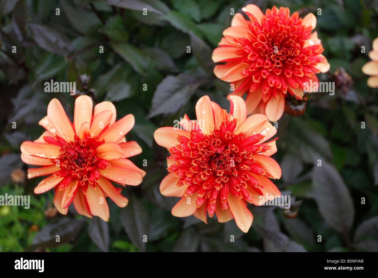 CHRYSANTHEMUM GEORGE GRIFFITHS CLOSE UP OF FLOWER Stock Photo