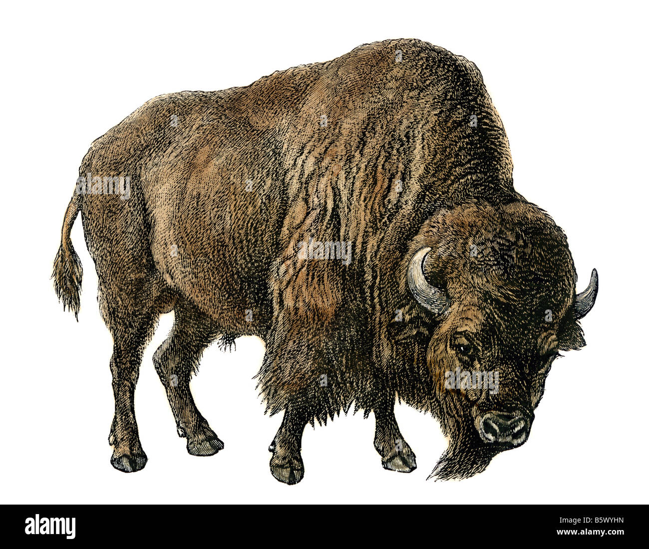 Backpage Com Buffalo