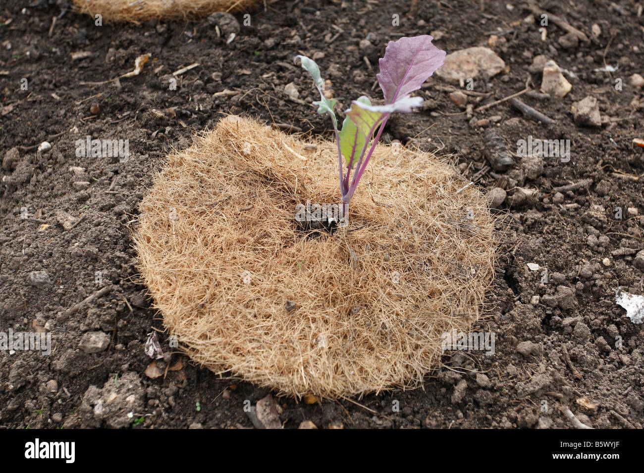 Cabbage collars hires stock photography and images Alamy