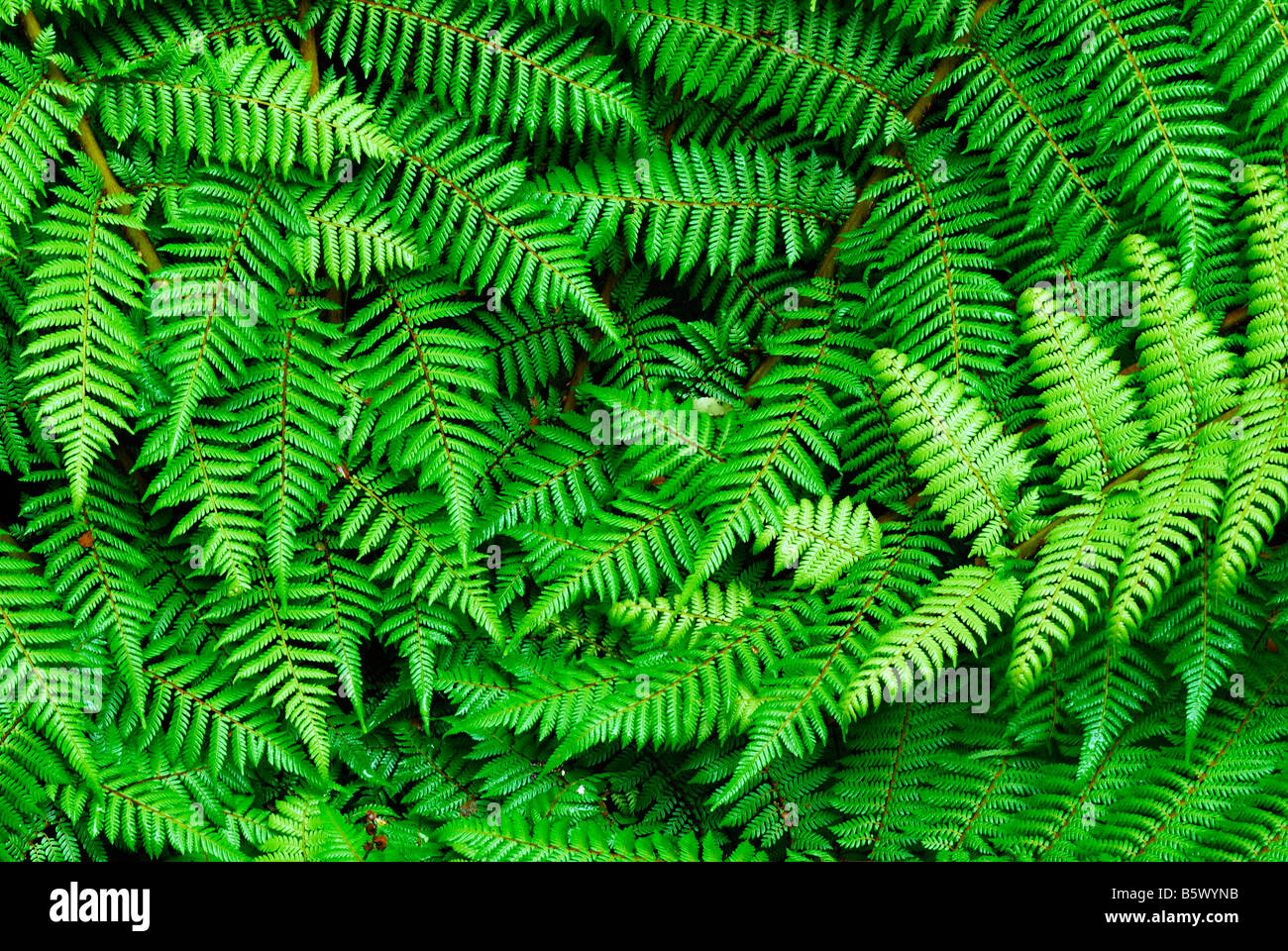 fern leaves, Fiordland National Park, World Heritage South West New Zealand, West Coast, South Island, New Zealand, February Stock Photo