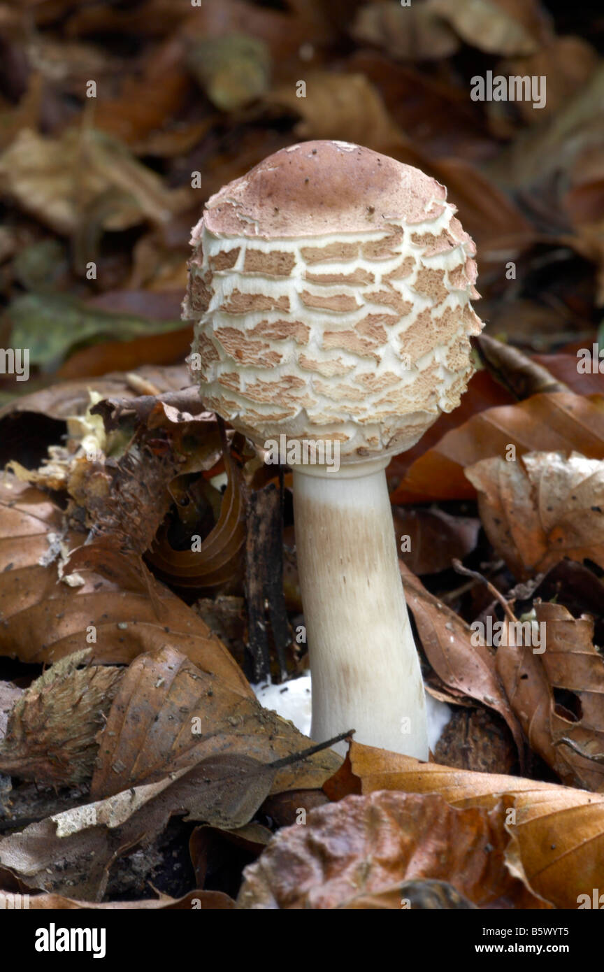 Shaggy Parasol Fungus Stock Photo
