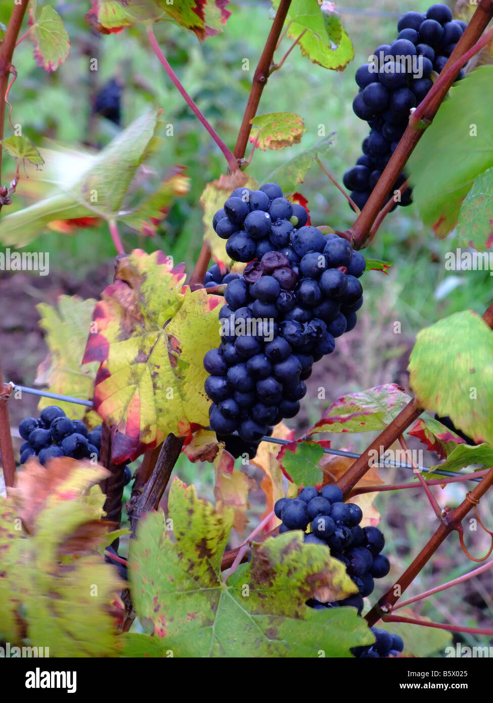 Traditional french grape harvest hires stock photography and images