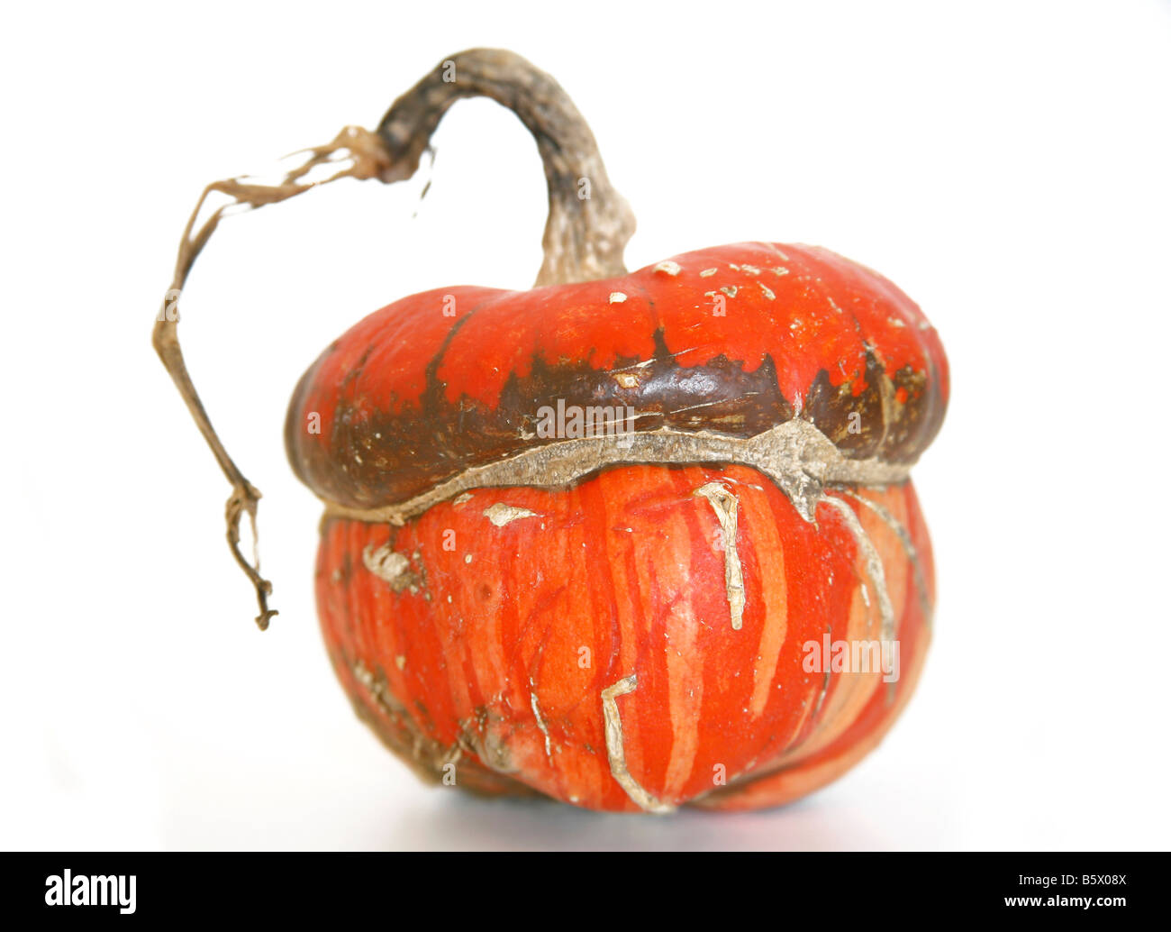 Orange coloured pumpkin on isolated white background Stock Photo - Alamy