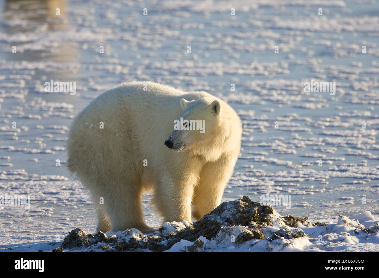 Polar bear walking on the ice on Hudson bay on the shores of Wapusk National park, Manitoba, Canada Stock Photo
