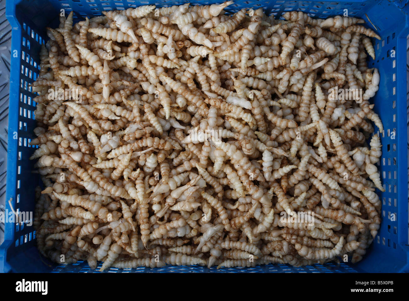 CHINESE ARTICHOKES READY FOR FREEZING Stock Photo Alamy