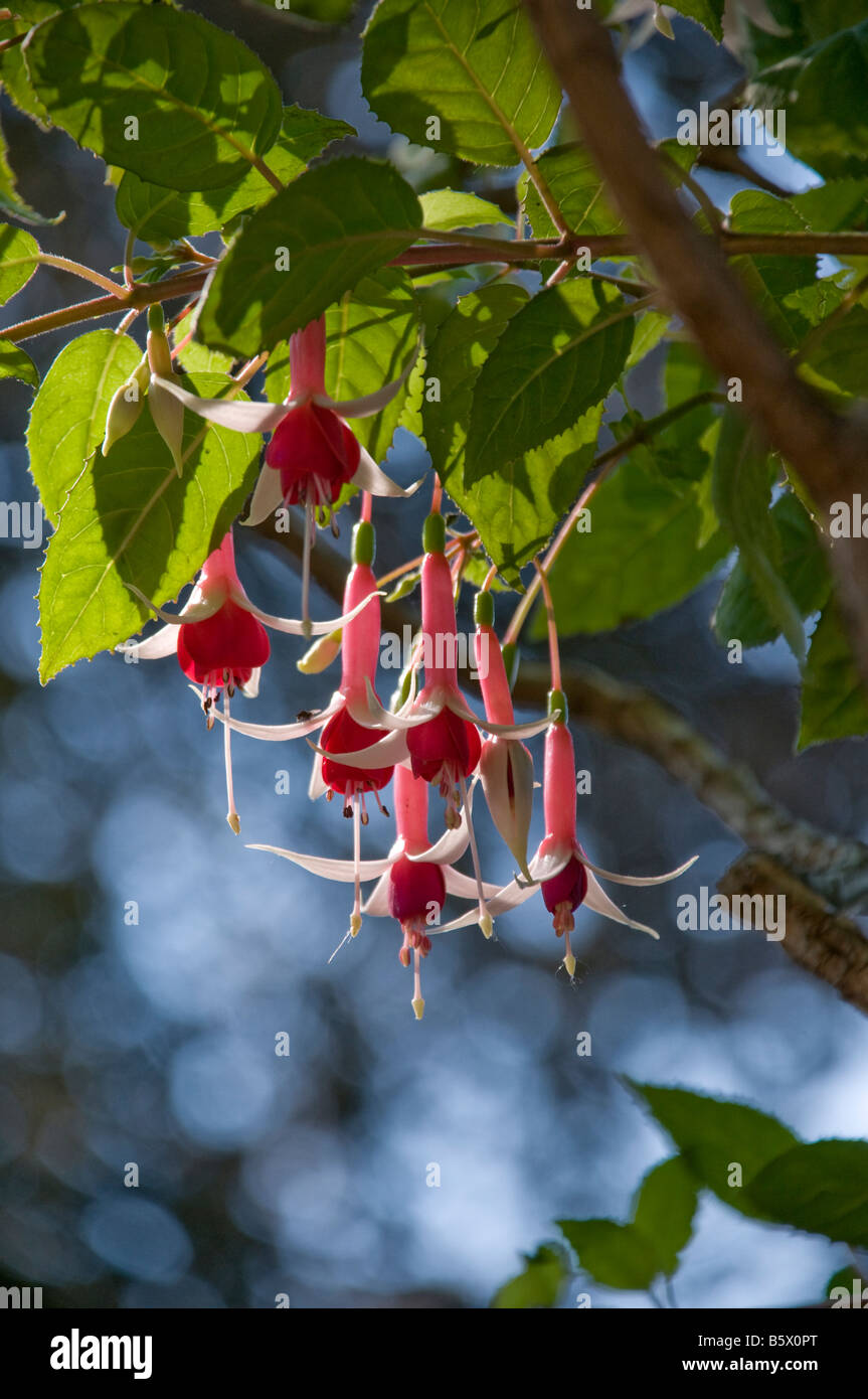 Exotic flower in blossom hi-res stock photography and images - Alamy