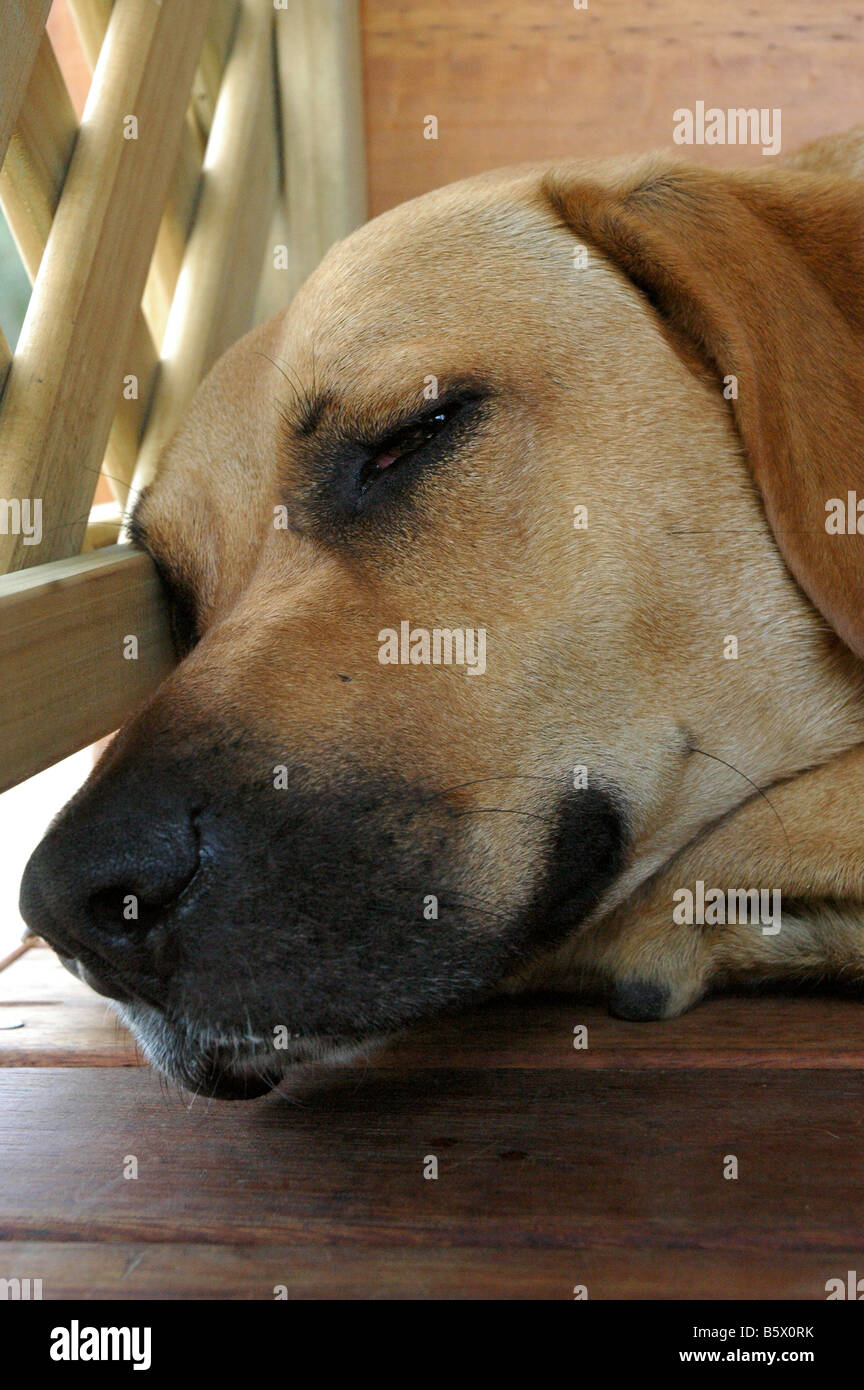 Sleeping lab dogs hi-res stock photography and images - Alamy