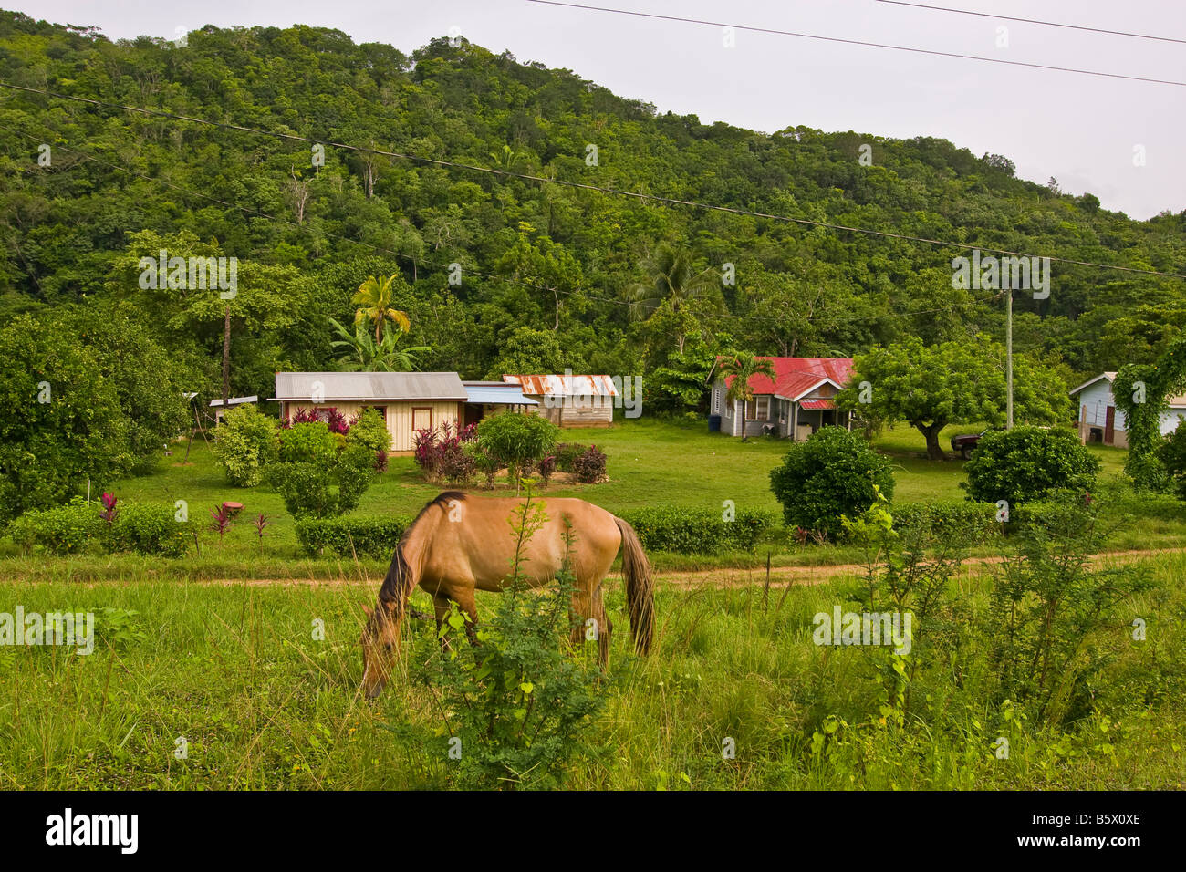 CAYO DISTRICT, BELIZE - Rural homes and horse grazing near San Antonio village. Stock Photo