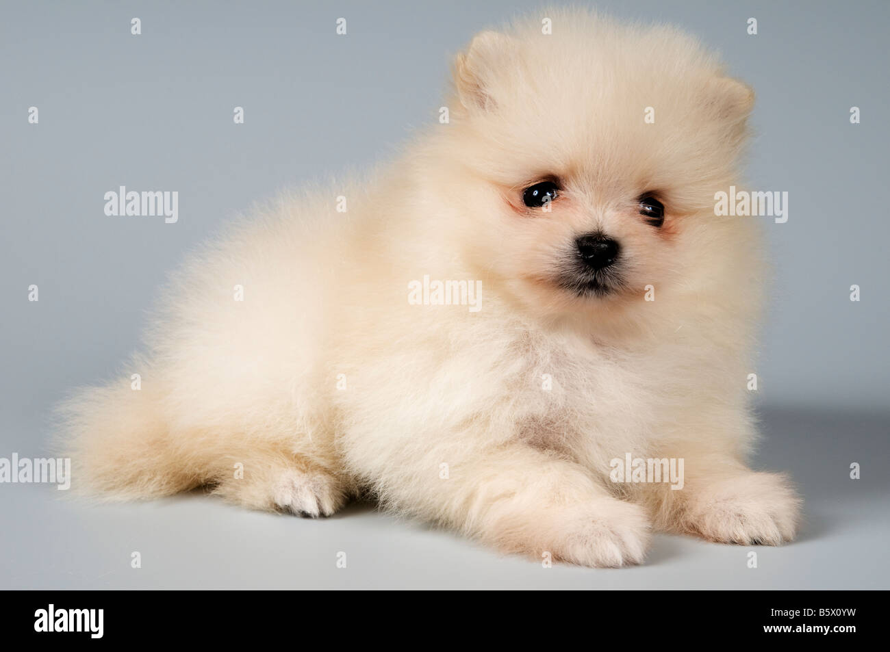 The puppy of the spitz-dog in studio Stock Photo