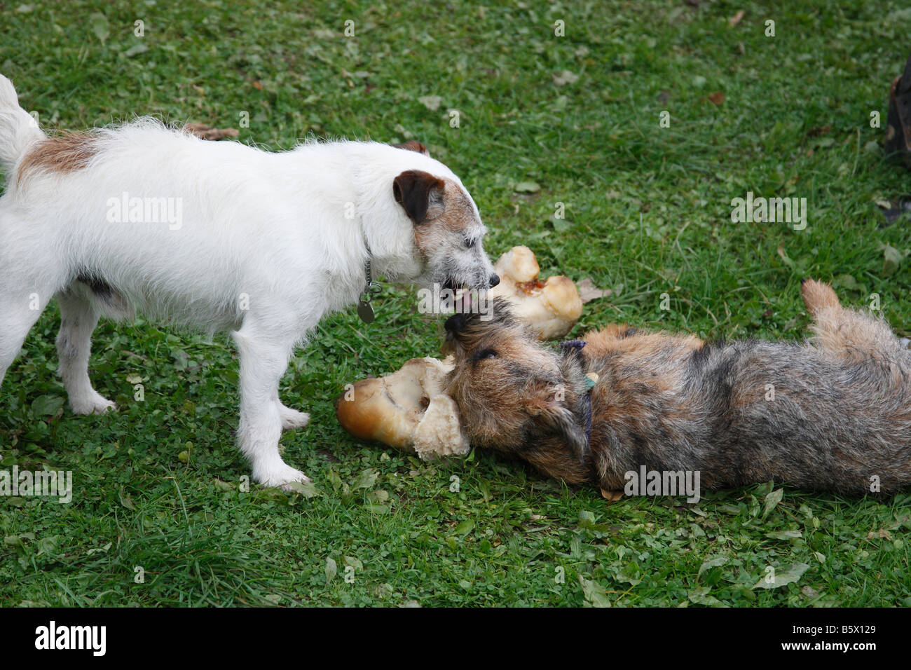JACK RUSSEL AND SUBMISSIVE BORDER TERRIER WITH BONE Stock Photo