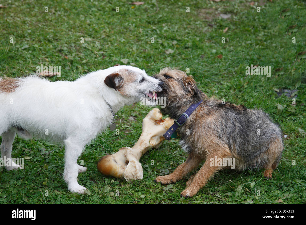 JACK RUSSELL AND SUBMISSIVE BORDER TERRIER WITH BONE Stock Photo