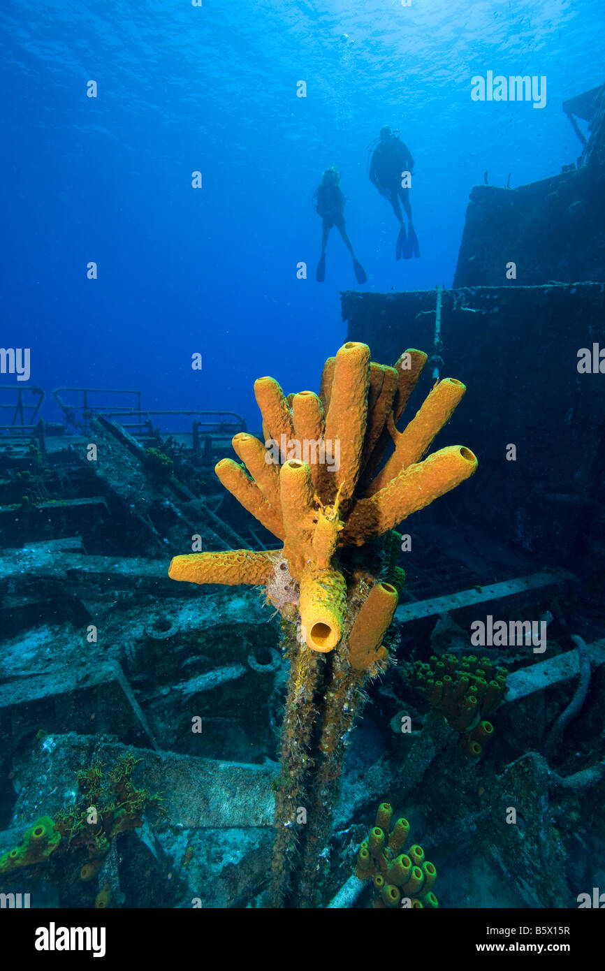 Yellow tube sponges on shipwreck. Stock Photo