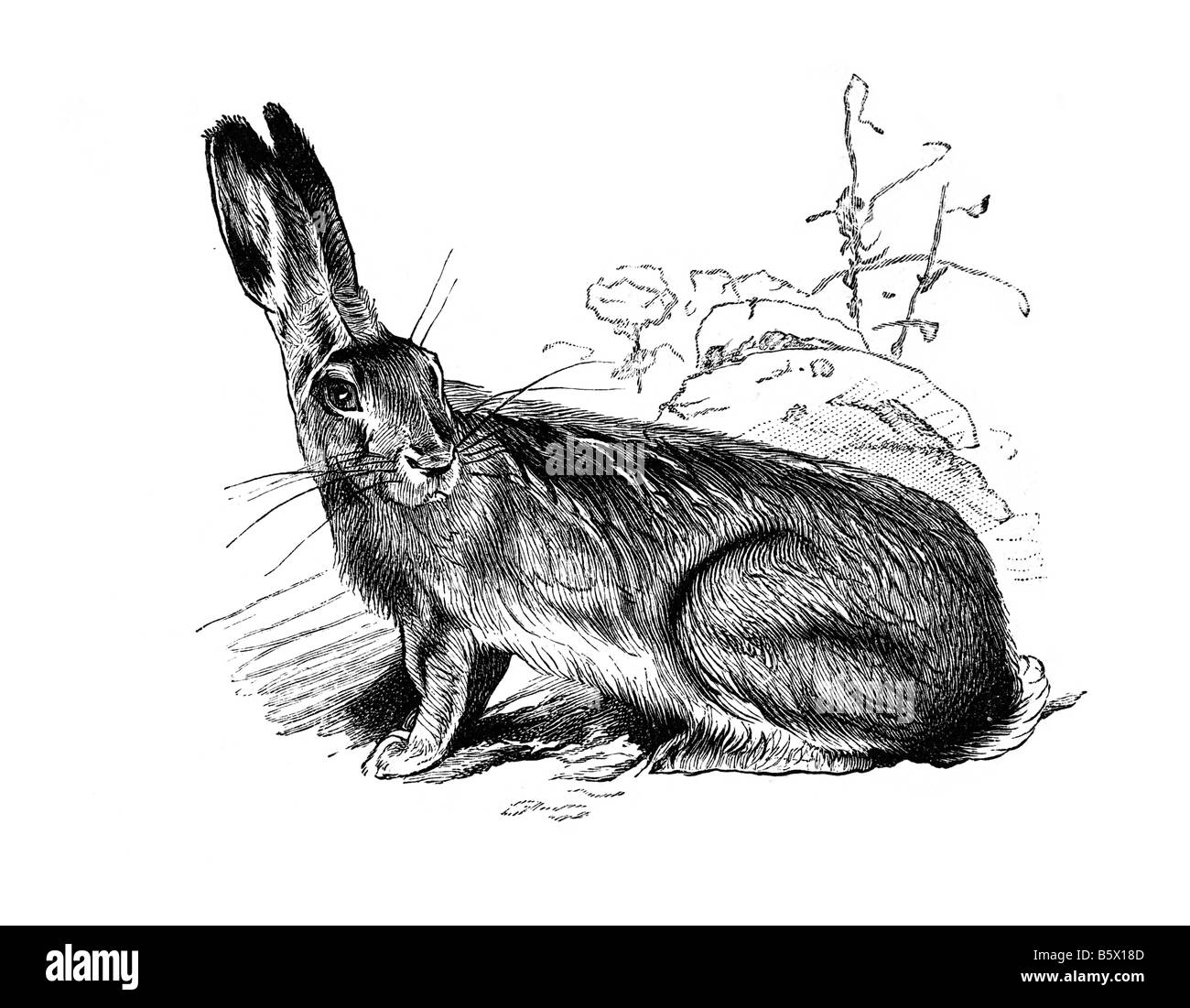 Hare (Lepus vulgaris), leporids genus Lepus Stock Photo