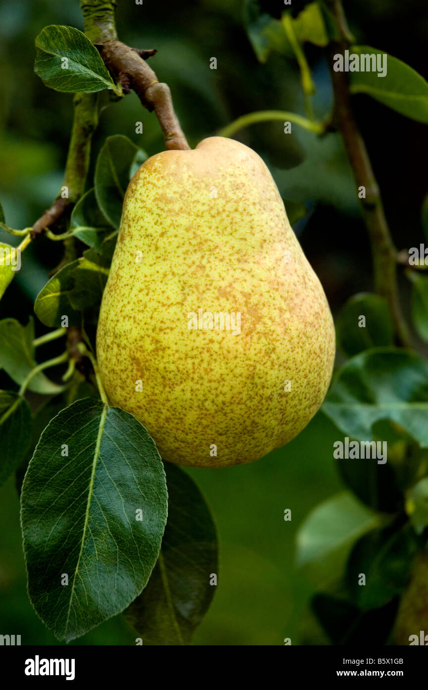 RIPE WILLIAMS PEAR GROWING ON THE TREE Stock Photo