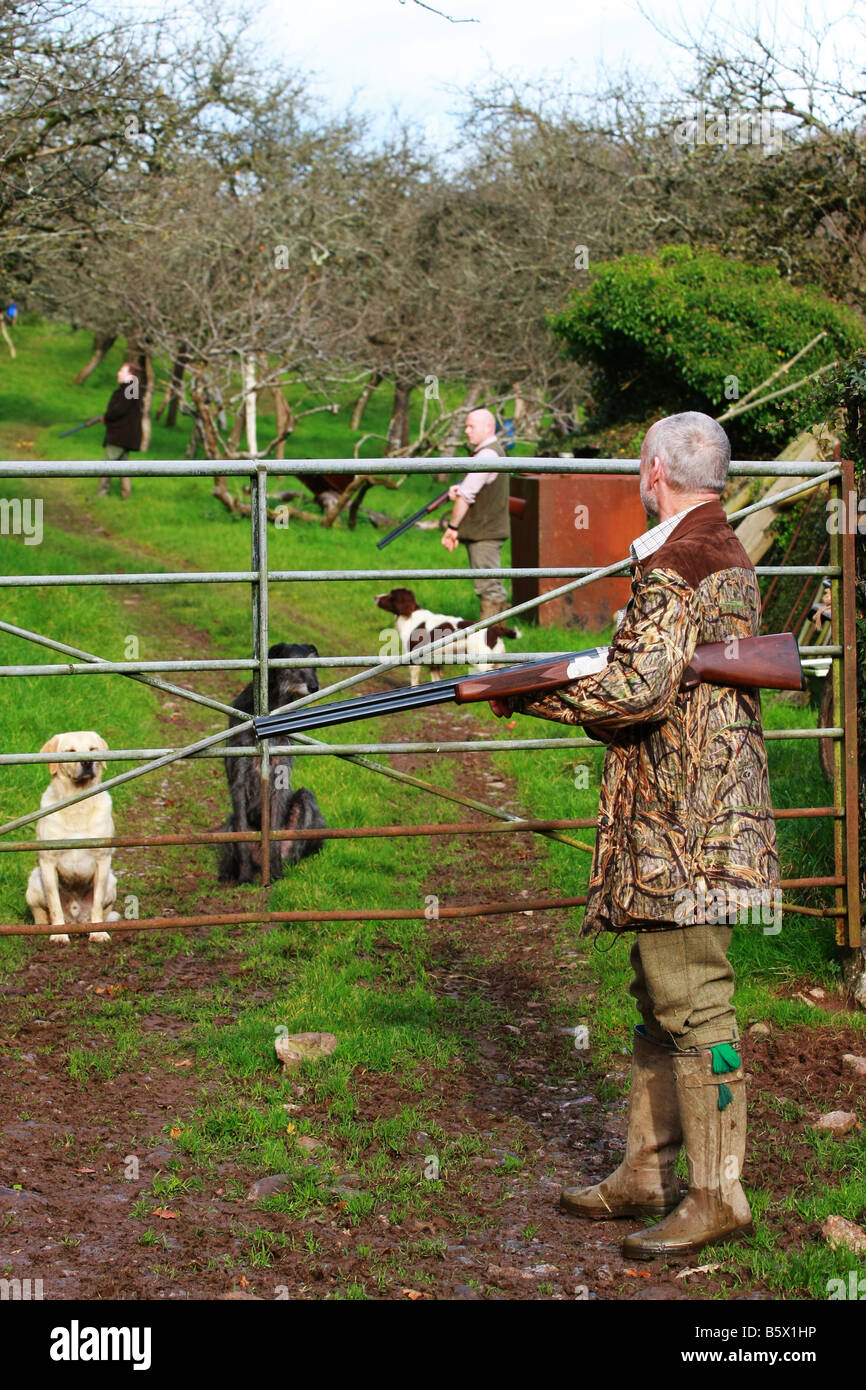 Three huntsmen with shotguns and working dogs wait for pheasants during