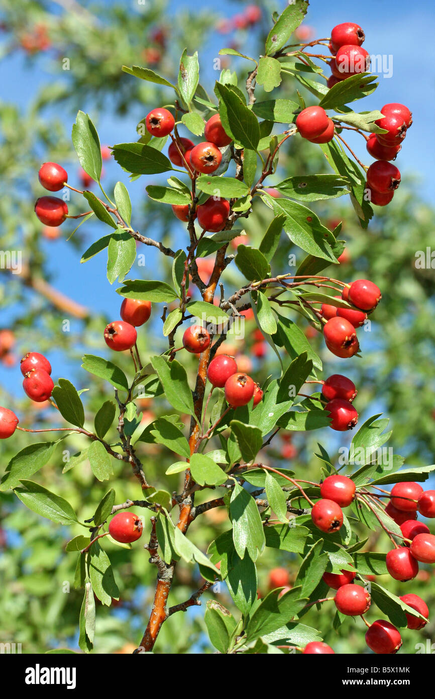 Hawthorn fruits Crataegus oxyacantha or monogyna Stock Photo