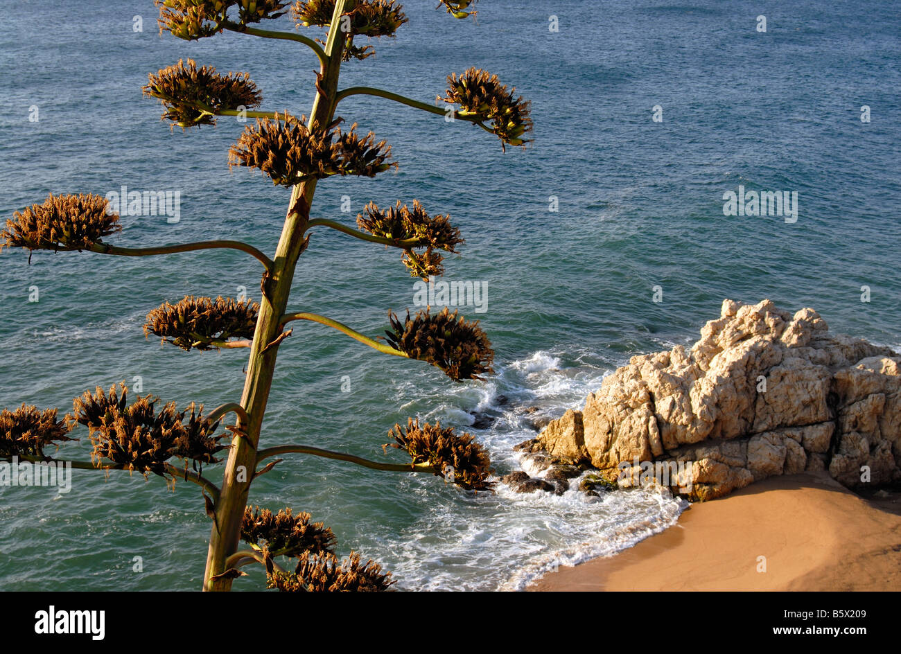 Agave Americana Century Plant Costa Brava Spain Stock Photo - Alamy