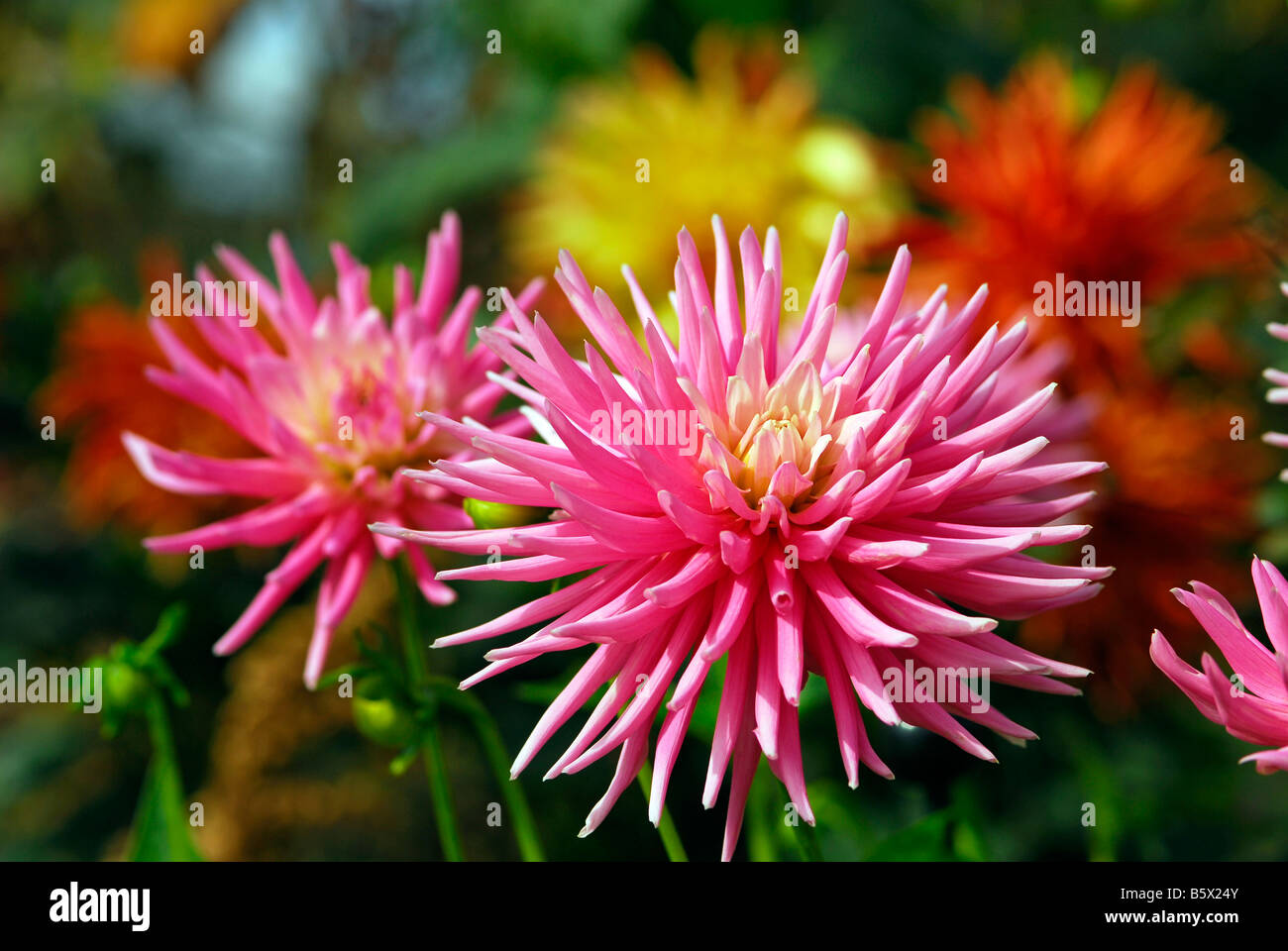 Bushy dahlia blooms hi-res stock photography and images - Alamy