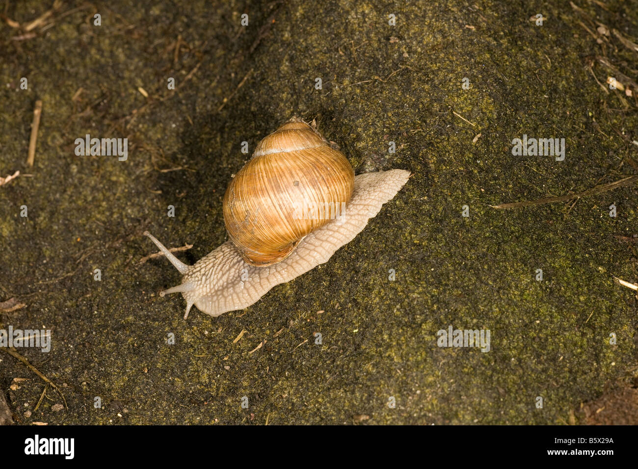 Clam worm hires stock photography and images Alamy