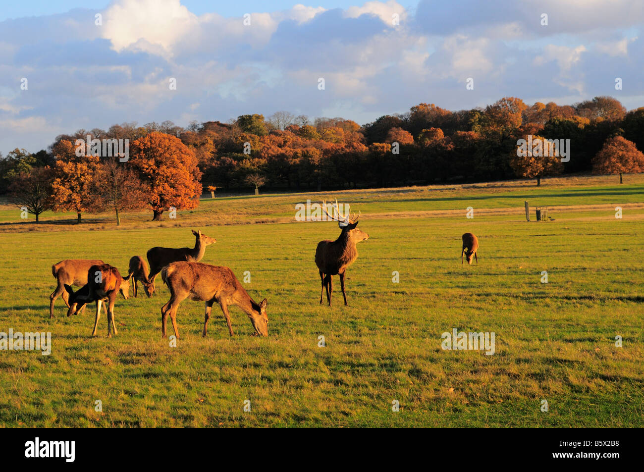 Deer in autumn, Richmond Park Richmond Upon Thames Surrey UK Stock Photo